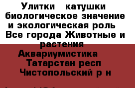 Улитки – катушки: биологическое значение и экологическая роль - Все города Животные и растения » Аквариумистика   . Татарстан респ.,Чистопольский р-н